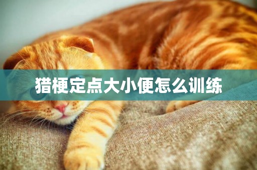 獵梗定點大小便怎么訓練