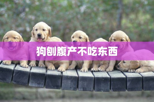 狗刨腹產不吃東西