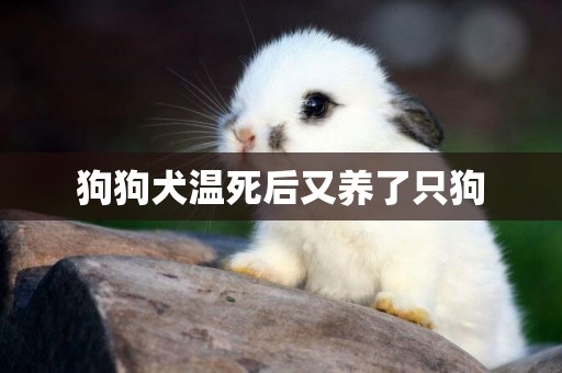 狗狗犬溫死后又養了只狗
