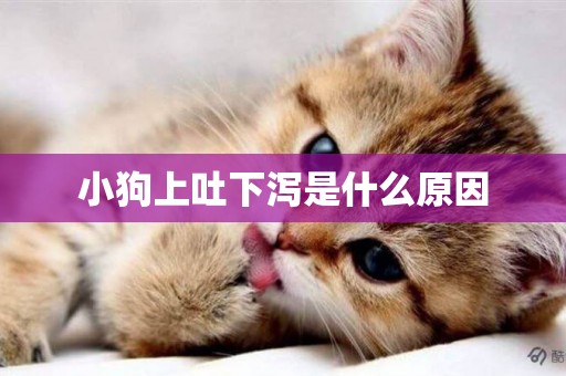 小狗上吐下瀉是什么原因