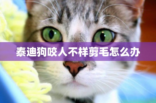 泰迪狗咬人不樣剪毛怎么辦