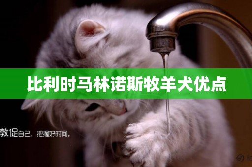 比利時馬林諾斯牧羊犬優點