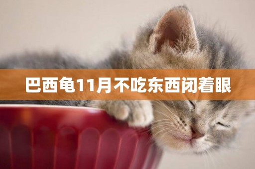 巴西龜11月不吃東西閉著眼