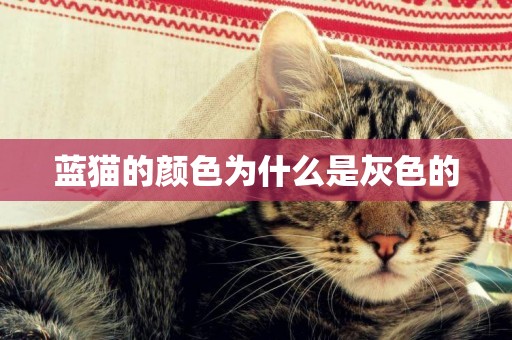 藍貓的顏色為什么是灰色的