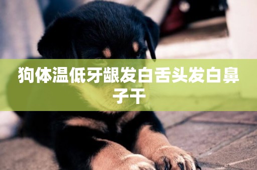 狗體溫低牙齦發白舌頭發白鼻子干