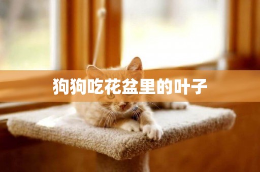 狗狗吃花盆里的葉子