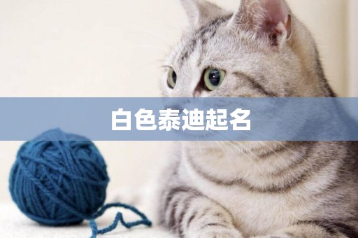 白色泰迪起名