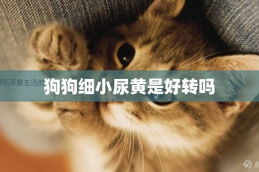 狗狗細小尿黃是好轉嗎