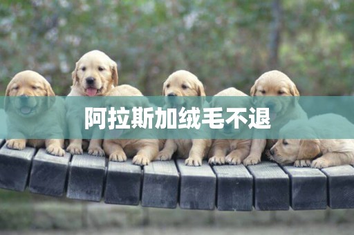 阿拉斯加絨毛不退