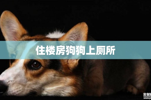 住樓房狗狗上廁所