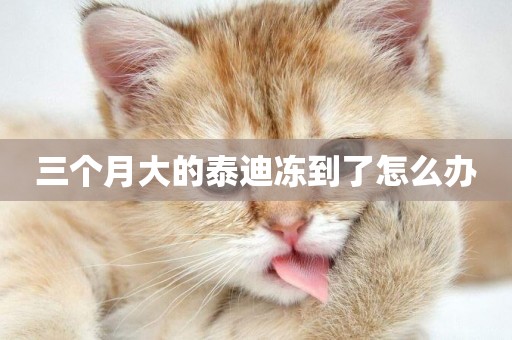 三個月大的泰迪凍到了怎么辦
