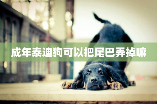 成年泰迪狗可以把尾巴弄掉嘛