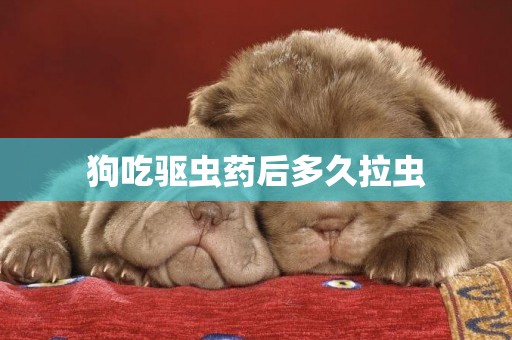 狗吃驅蟲藥后多久拉蟲