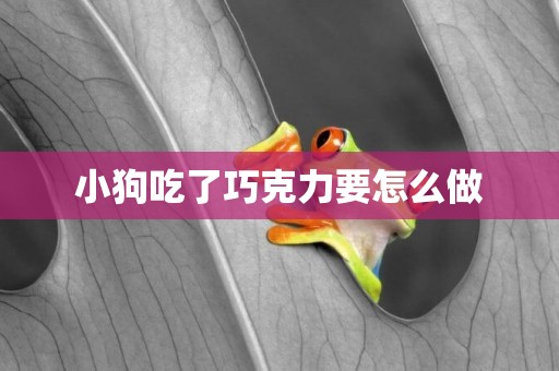 小狗吃了巧克力要怎么做