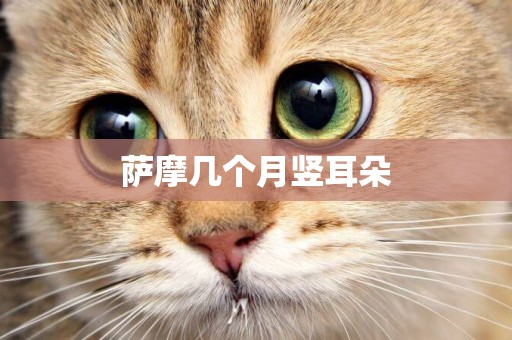 薩摩幾個月豎耳朵