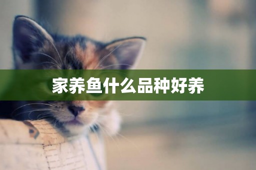家養魚什么品種好養