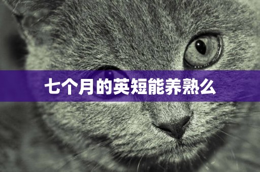 七個月的英短能養熟么
