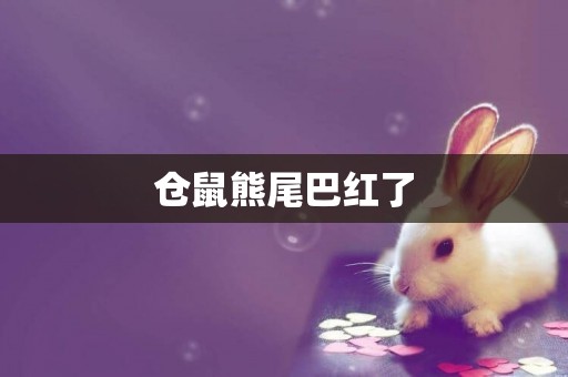倉鼠熊尾巴紅了