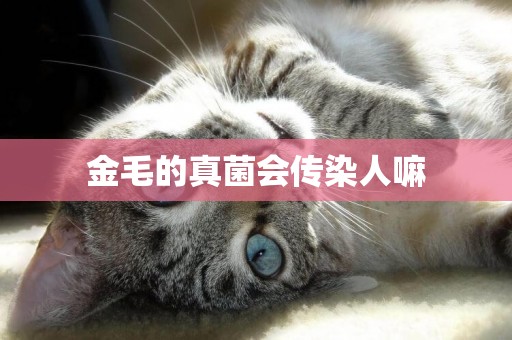 金毛的真菌會傳染人嘛