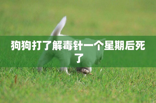 狗狗打了解毒針一個星期后死了