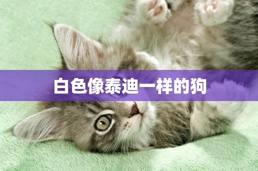 白色像泰迪一樣的狗