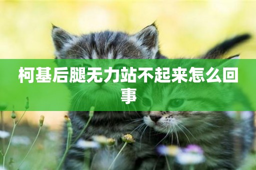柯基后腿無力站不起來怎么回事