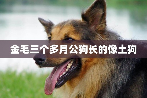 金毛三個多月公狗長的像土狗