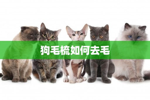 狗毛梳如何去毛