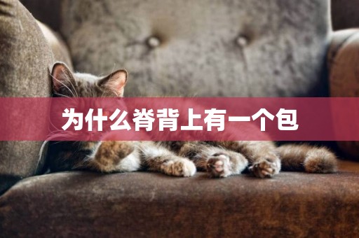 為什么脊背上有一個包