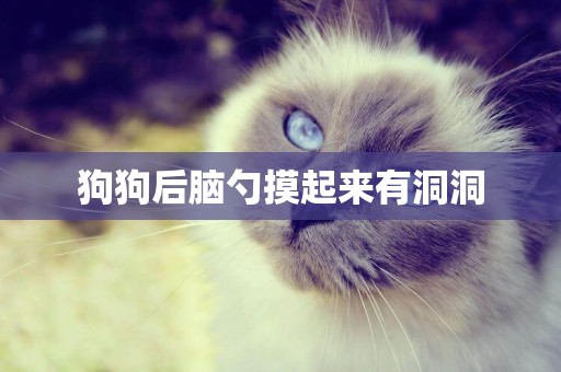 狗狗后腦勺摸起來有洞洞