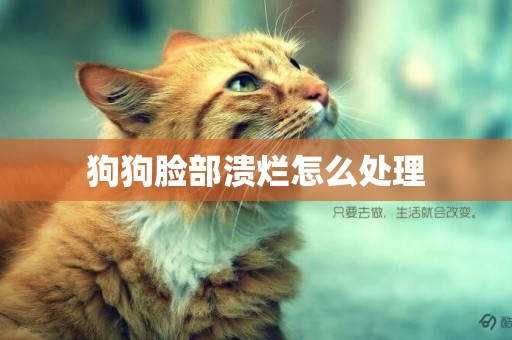 狗狗臉部潰爛怎么處理
