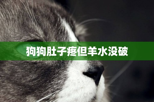 狗狗肚子疼但羊水沒破