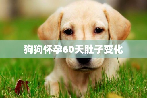 狗狗懷孕60天肚子變化