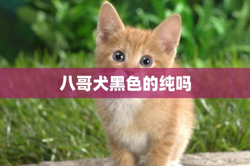 八哥犬黑色的純嗎