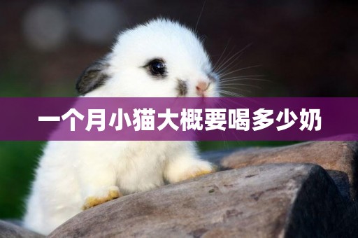一個月小貓大概要喝多少奶