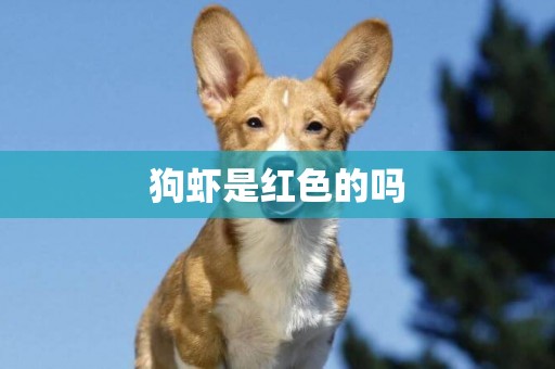 狗蝦是紅色的嗎