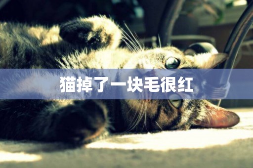 貓掉了一塊毛很紅