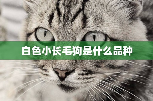 白色小長毛狗是什么品種
