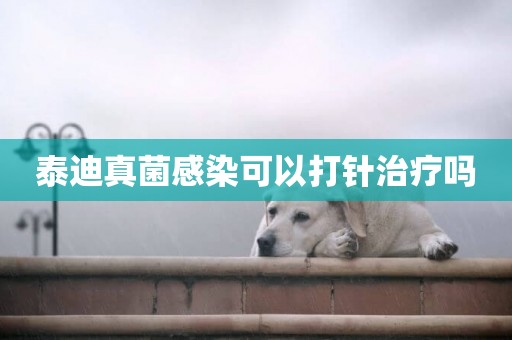 泰迪真菌感染可以打針治療嗎