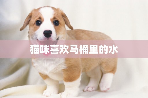 貓咪喜歡馬桶里的水
