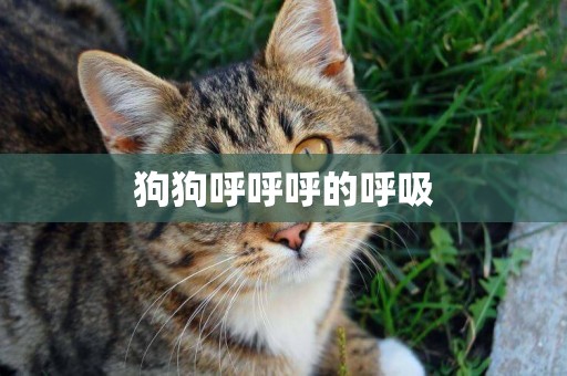 狗狗呼呼呼的呼吸