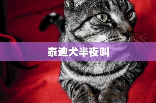 泰迪犬半夜叫