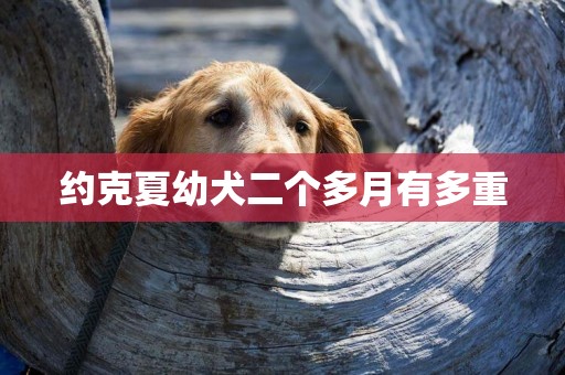 約克夏幼犬二個多月有多重