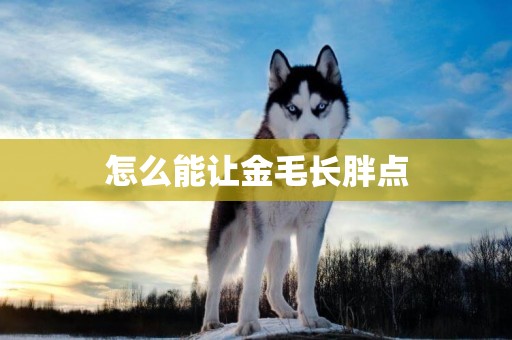 怎么能讓金毛長胖點
