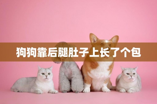 狗狗靠后腿肚子上長了個包