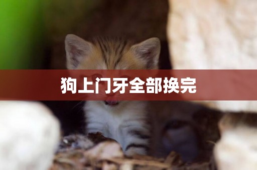 狗上門牙全部換完