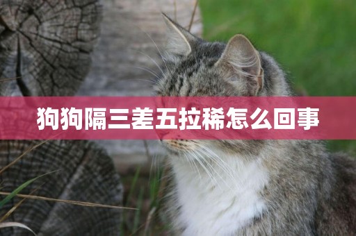 狗狗隔三差五拉稀怎么回事