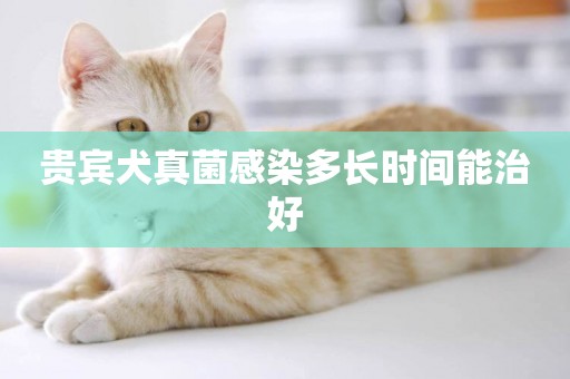 貴賓犬真菌感染多長時間能治好