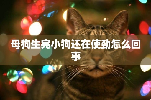 母狗生完小狗還在使勁怎么回事