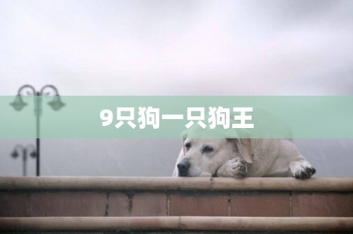 9只狗一只狗王